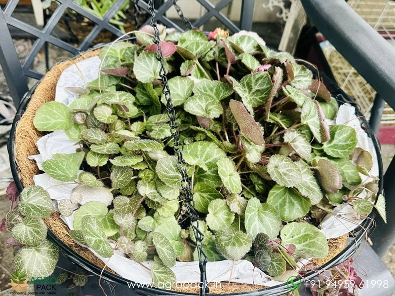 Strawberry-Begonia2