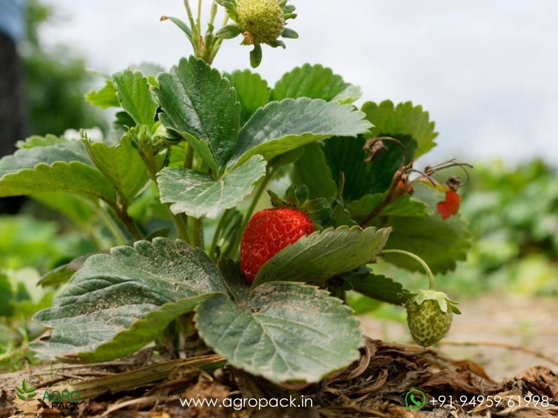 Strawberry1