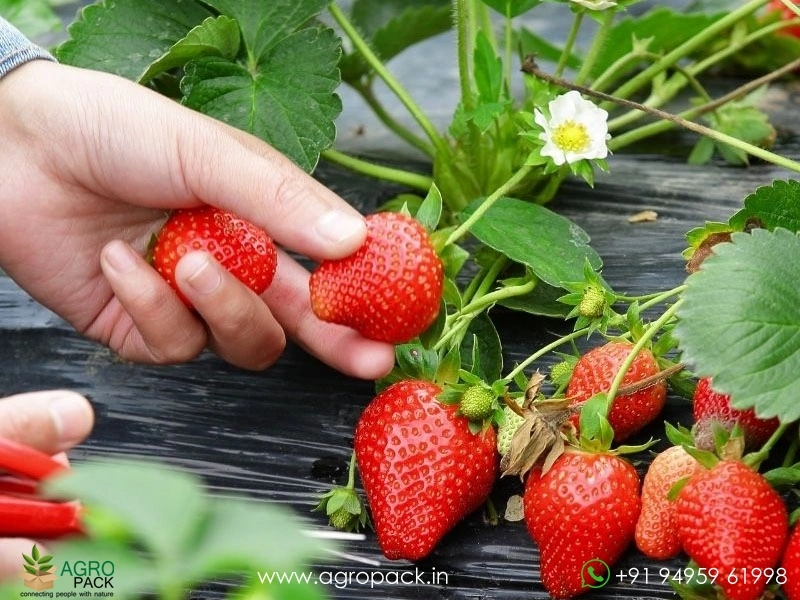 Strawberry2