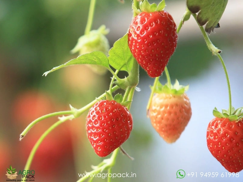 Strawberry3