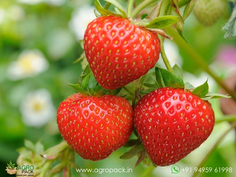 Strawberry4