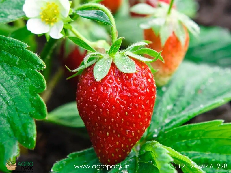 Strawberry5