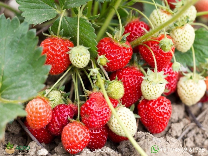 Strawberry6