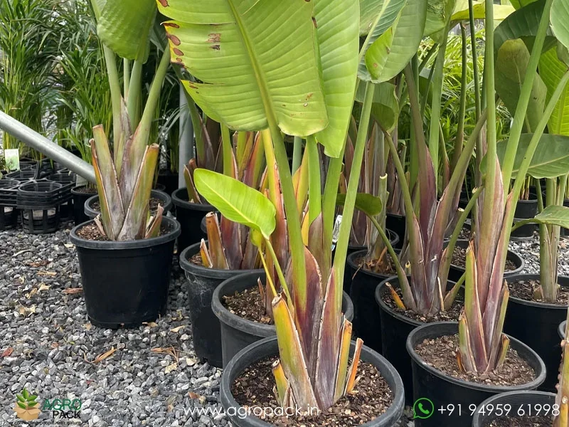Strelitzia-nicolai-bird-of-paradise3