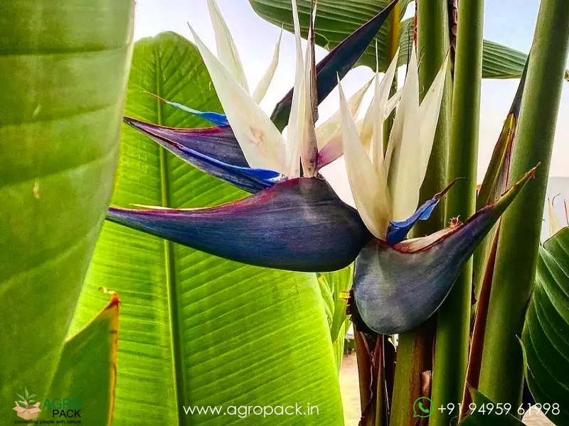 Strelitzia-nicolai-bird-of-paradise5