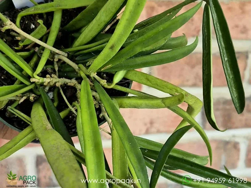 String-Bean-Hoya-shepherdii3