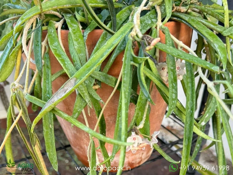 String-Bean-Hoya-shepherdii5