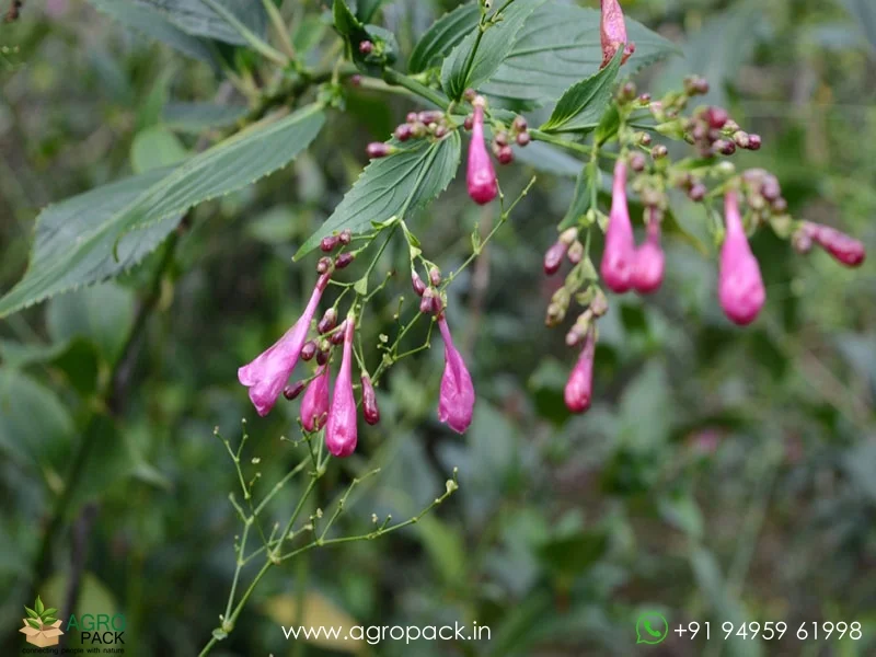 Strobilanthes-cusia-hamiltoniana-Chinese-Rain-Bell3