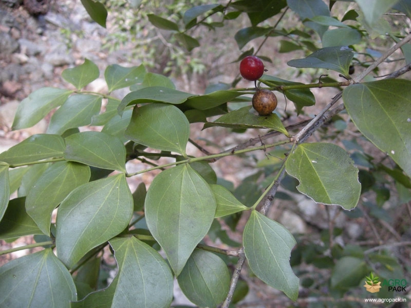 Strychnine-Tree3