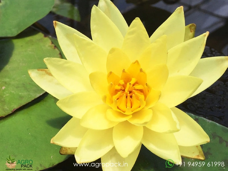 Substoon-Water-Lily1