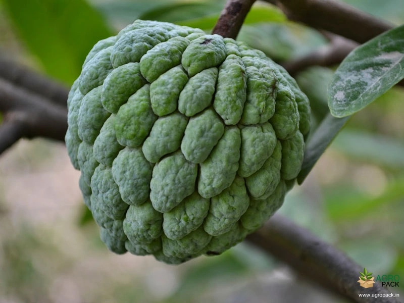 Sugar-Apple-2