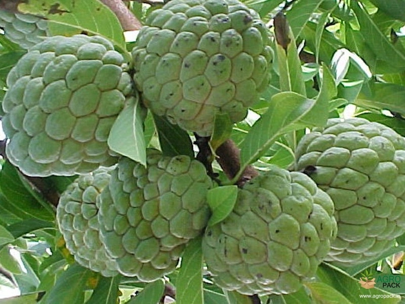 Sugar-Apple-4