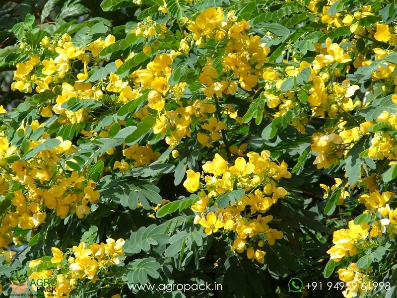 Sulphur-Cassia-Senna-sulfurea1