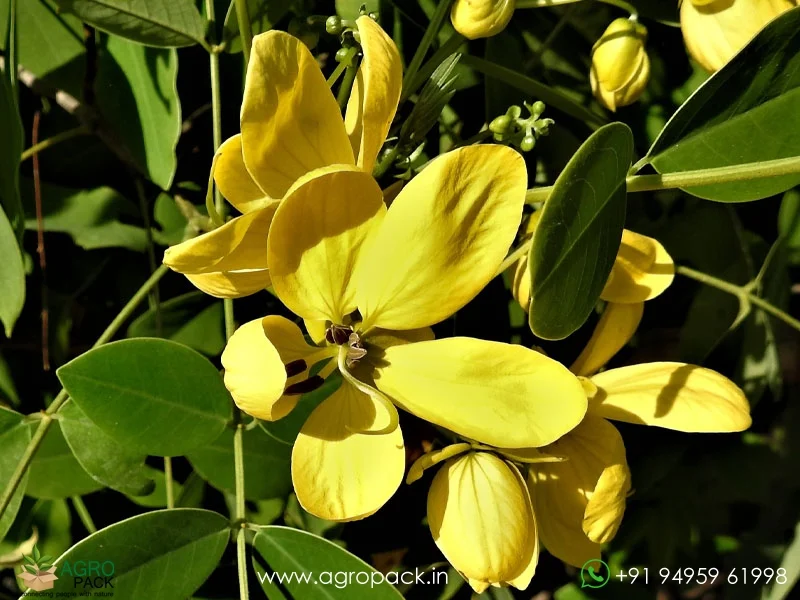 Sulphur-Cassia-Senna-sulfurea2
