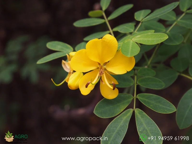 Sulphur-Cassia-Senna-sulfurea3
