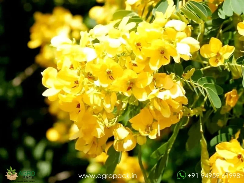Sulphur-Cassia-Senna-sulfurea4