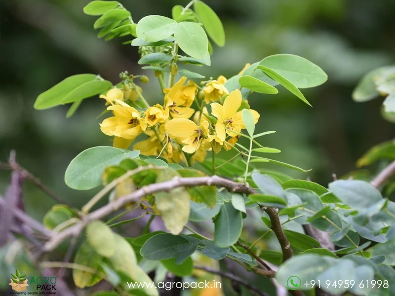 Sulphur-Cassia-Senna-sulfurea5