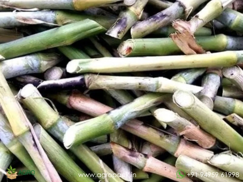 Super-Napier-Grass2