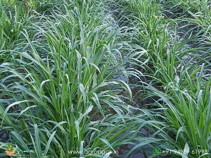 Super-Napier-Grass3