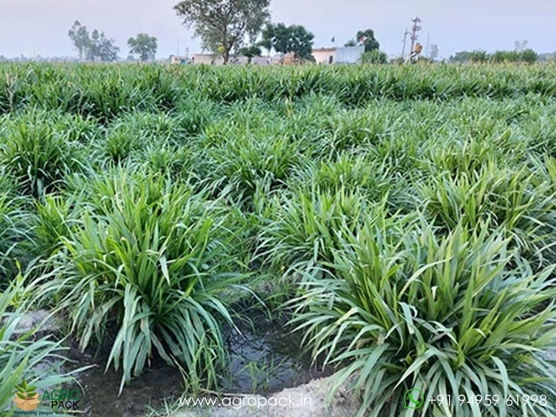 Super-Napier-Grass4