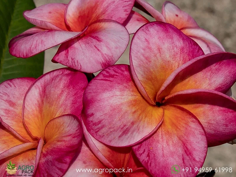 Super-Round-Plumeria2