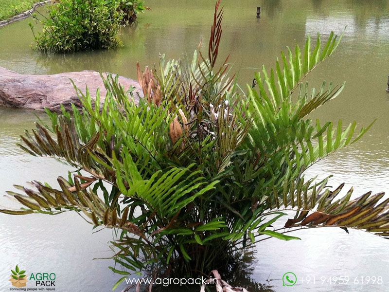 Swamp-Fern1