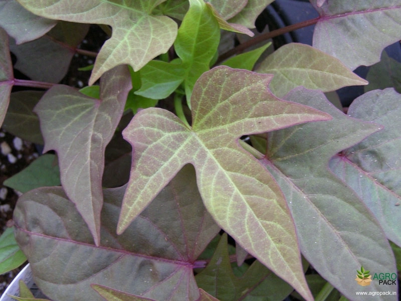 Sweet-Potato-Vine-1