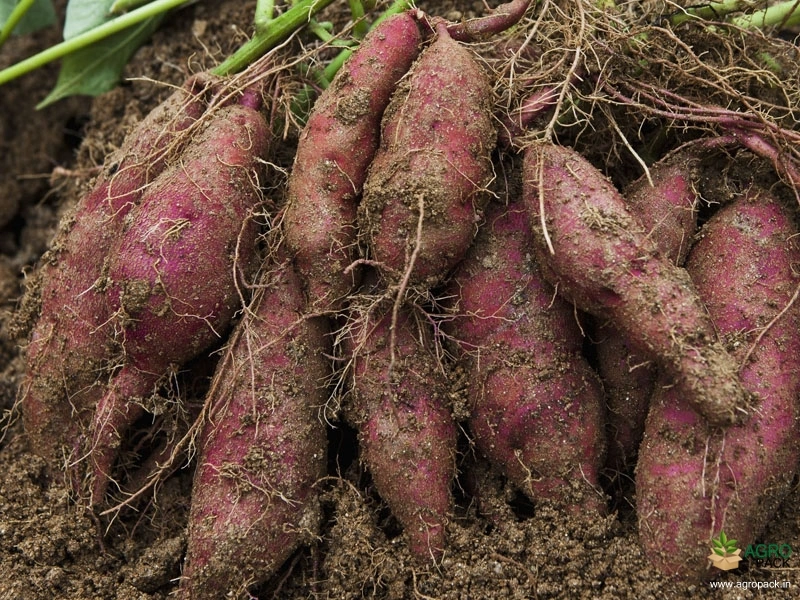 Sweet-Potato-Vine-3