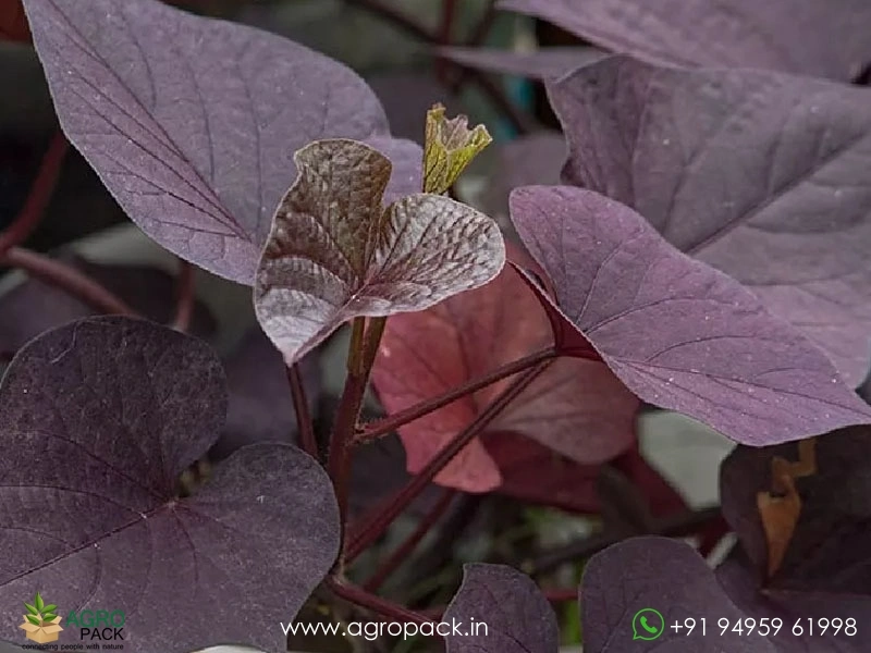 Sweetheart-Purple-Sweet-Potato-Vine1