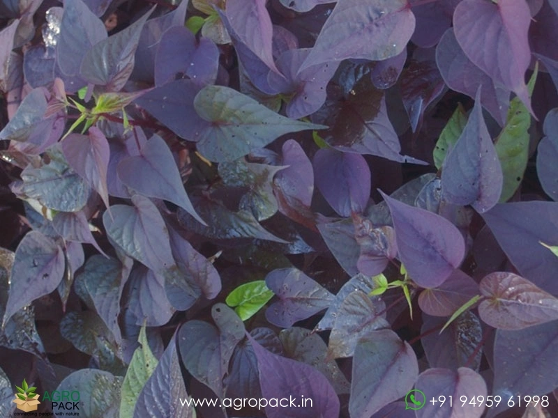Sweetheart-Purple-Sweet-Potato-Vine3
