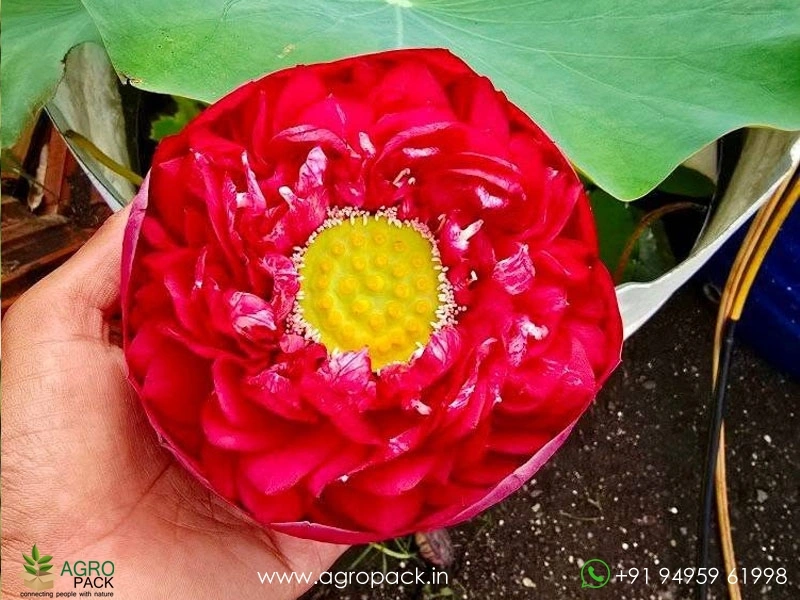 Syamala-Lotus1