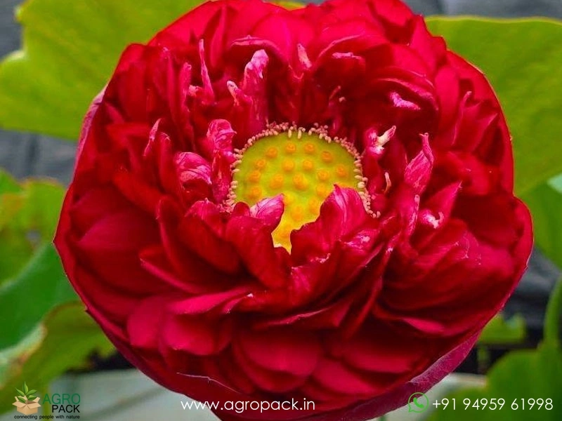 Syamala-Lotus2