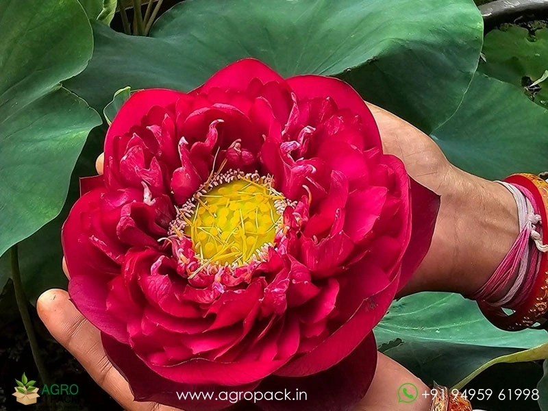 Syamala-Lotus3