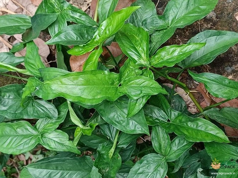 Syngonium-Green2