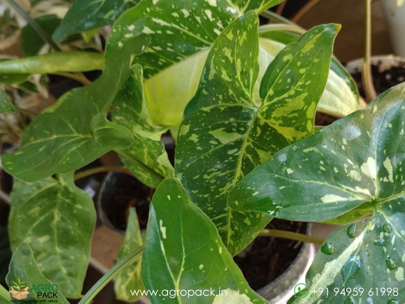 Syngonium-Panda-Galaxy3