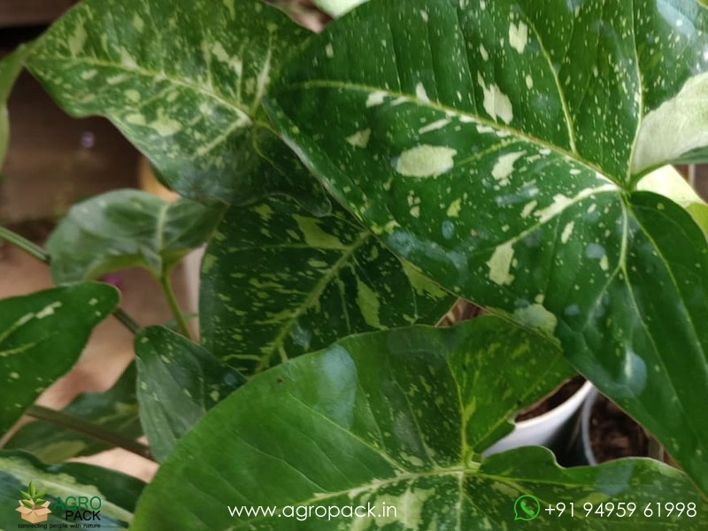 Syngonium-Panda-Galaxy6