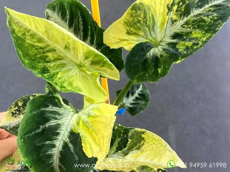 Syngonium-Scrambled-Eggs-Variegated1