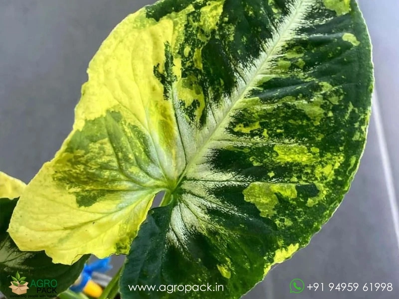 Syngonium-Scrambled-Eggs-Variegated2
