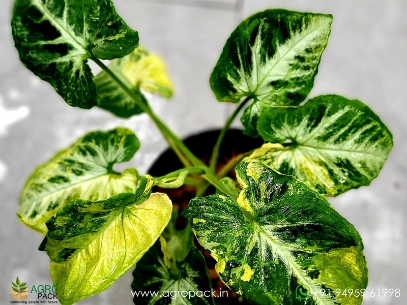 Syngonium-Scrambled-Eggs-Variegated4