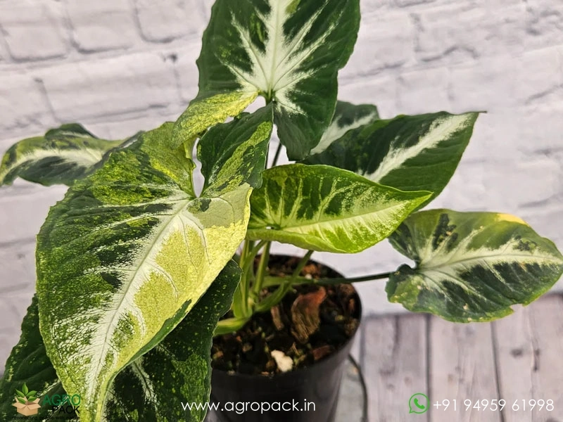Syngonium-Scrambled-Eggs-Variegated5