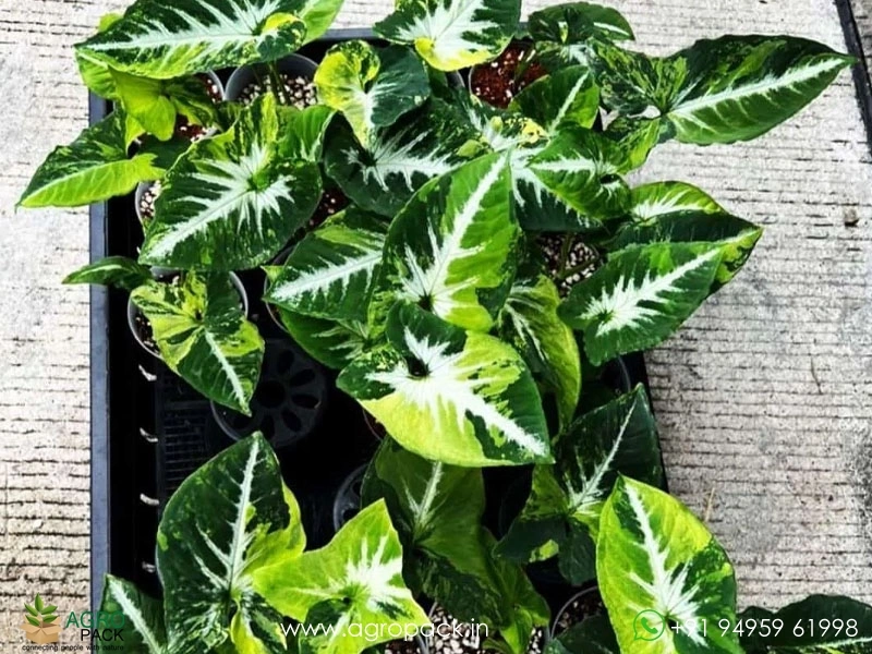 Syngonium-Scrambled-Eggs-Variegated6