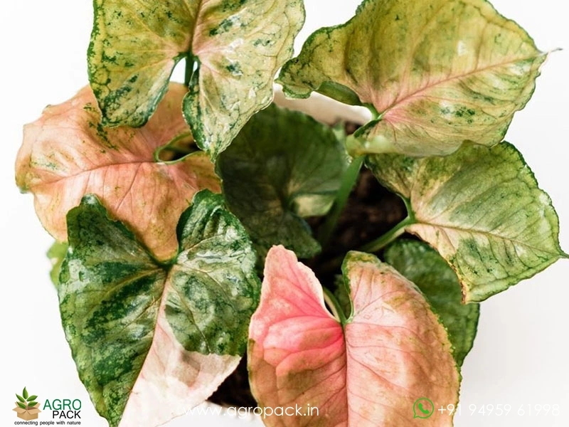 Syngonium-Strawberry-Ice1