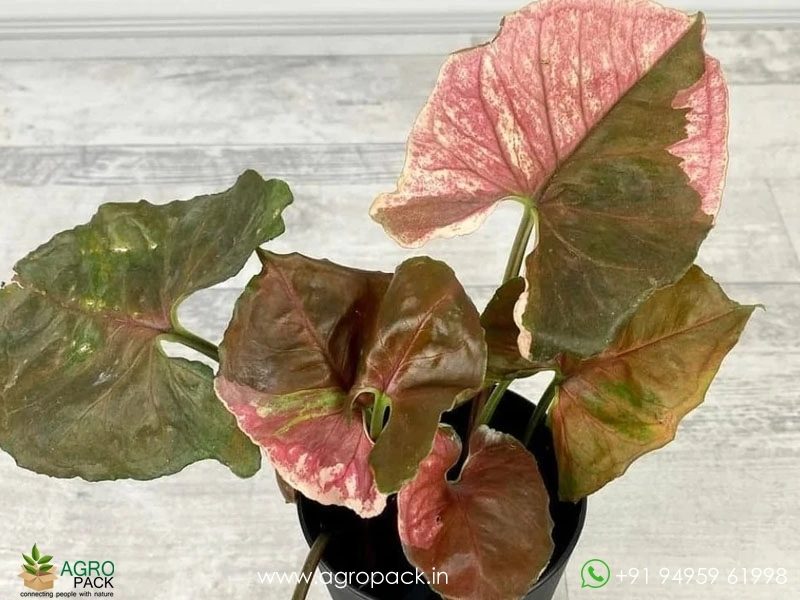 Syngonium-Strawberry-Ice2