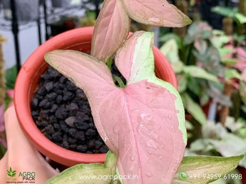 Syngonium-Strawberry-Milkshake4