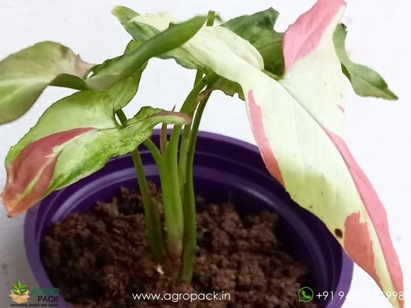 Syngonium-Strawberry-Milkshake6