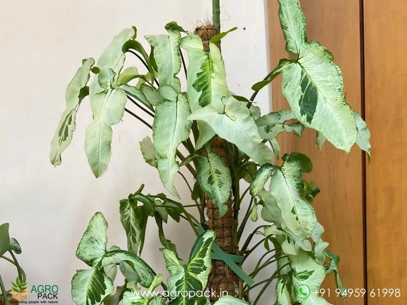 Syngonium-Three-Kings1