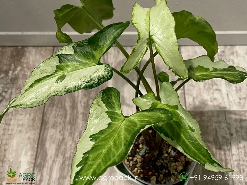 Syngonium-Three-Kings5
