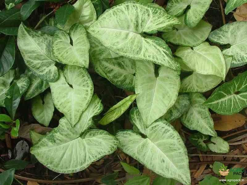 Syngonium-White-Plant2