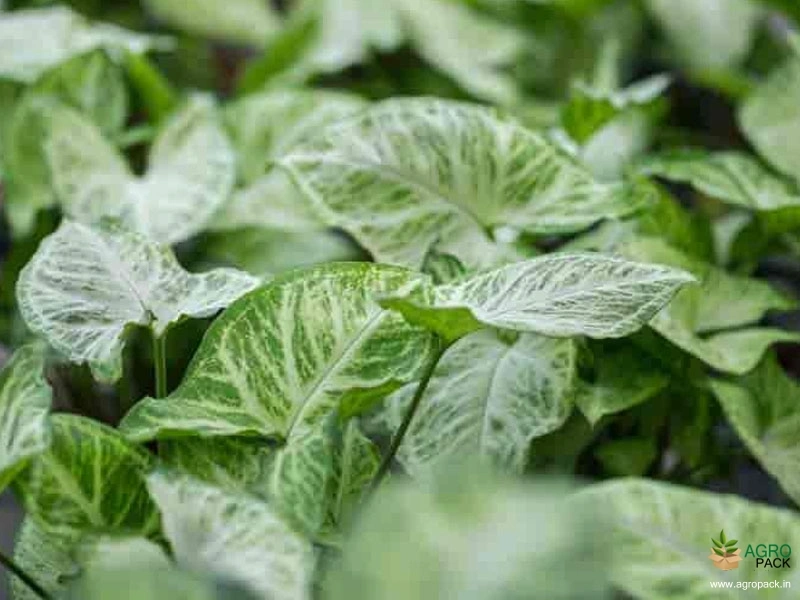 Syngonium-White-Plant3