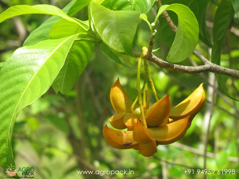 Tabernaemontana-alternifolia1